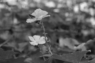 A butterfly is sitting on a pumpkin flower. Black and White Nature Photography
