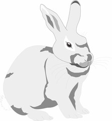 Male Rabbit