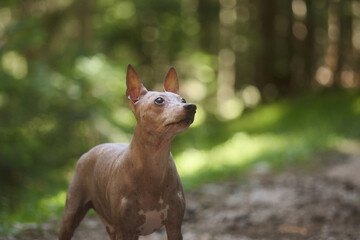 An American Hairless Terrier sits on the ground at the edge of a woodland path. The dog looks upward calmly with ears slightly raised.