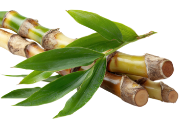 Sugar cane stalks with leaves.  Fresh, segmented stalks of sugar cane, light brownish-yellow and tan, are clustered.  Bright green leaves, with visible water droplets, rest atop and around the canes