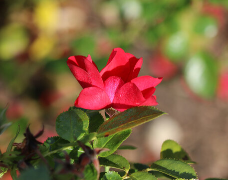Kesse Lippe - Rose hybrid - Small shrub rose
