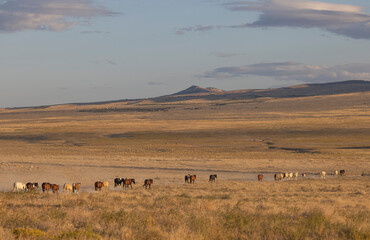 Obraz premium Wild Horses in the Utah Desert in Autumn