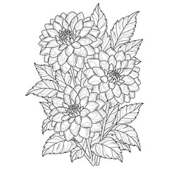 Dahlia flowers.Coloring book antistress for children and adults.
