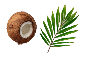 Close-up of a whole coconut and a palm frond