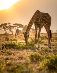 Giraffes grazing at sunrise