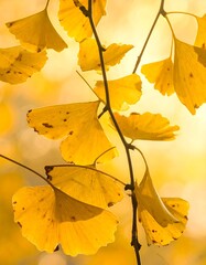 Ginkgo leaves, vibrant yellow, autumnal light