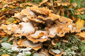 mushrooms in the forest autumn
