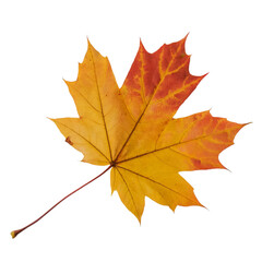 Fototapeta premium yellow maple leaf