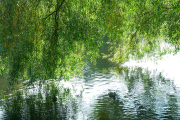 branches of a weeping willow bending toward the water