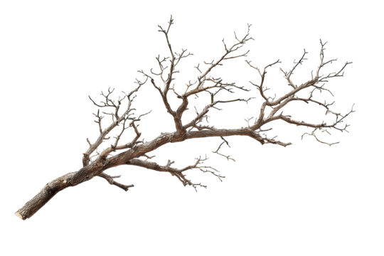 A detailed, graphic image of a single, gnarled, dead branch