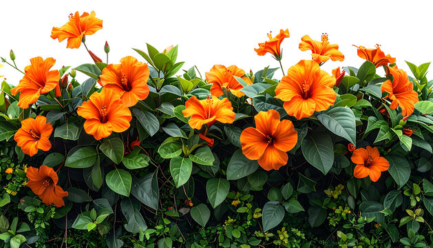 A vibrant hedge of bright orange tropical blossoms and lush green foliage against a black background - Powered by Adobe