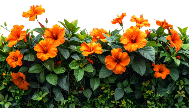 A vibrant hedge of bright orange tropical blossoms and lush green foliage against a black background