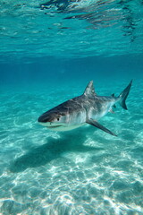 Naklejka premium Huge shark swimming in clear turquoise tropical ocean water