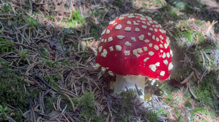 closeup on beautiful  fly killer with red-capped growing in the ground  in forest toxic mushroom