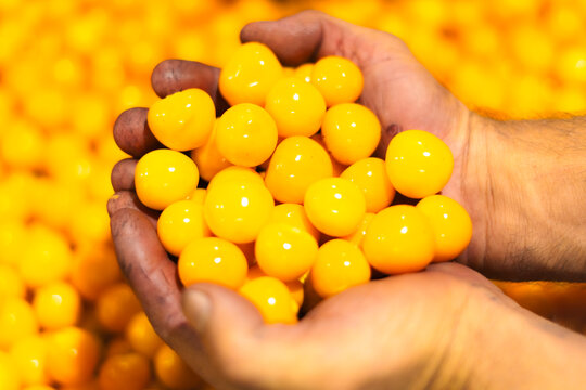 Cape gooseberry delicious tropical fruit