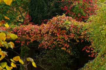 A crimson glory vine hangs on an old building in autumnal hues in The Valley Gardens, Harrogate, UK.