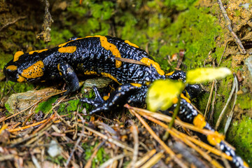 Salamander crawling over mossy ground