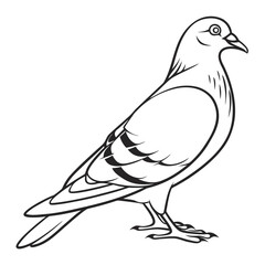vector illustration of a pigeon