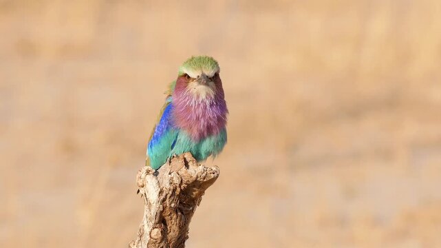 colorful roller sitting on a branch, closeup 277