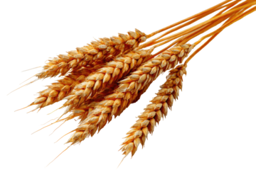Close-up of a golden wheat bunch