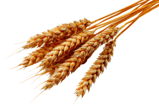 Close-up of a golden wheat bunch