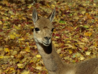 vicuna looking