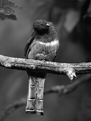 collared trogon black white