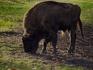 european bison