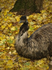 emu