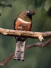 collared trogon