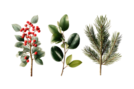 Three sprigs of greenery, featuring different leaf shapes and berries