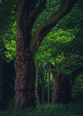 trees in the forest
