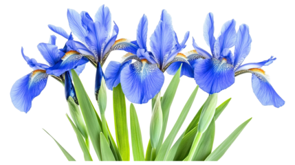Beautiful blue iris flowers isolated on a transparent white background, clipping path