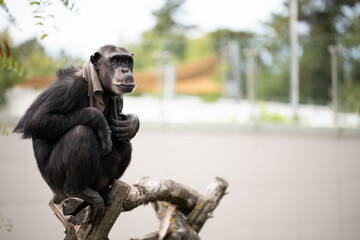 Chimpanzee sitting on branch wearing cloth in enclosure
