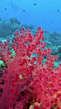 Soft Coral (Dendronephthya kluzingeri) Taking in Red Sea, Egypt.