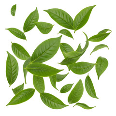 Fototapeta premium A collection of fresh, vibrant green tea leaves scattered and isolated on a clean white background.
