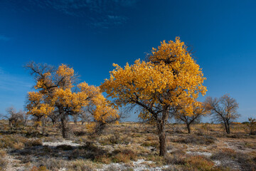 Turanga is a sacred tree revered in Kazakh culture.