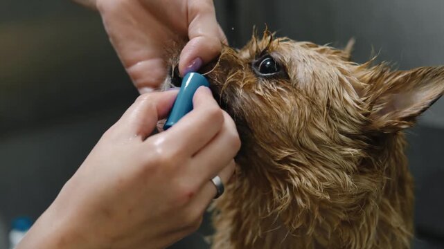 Groomer cleans the teeth of a Norwich Terrier dog with a toothbrush during a grooming session, focusing on oral hygiene and professional pet care