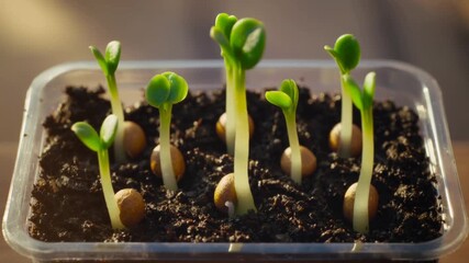 Sprouting seeds time-lapse animation.