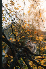 Squirrel sitting on tree branch eating a nut in autumn