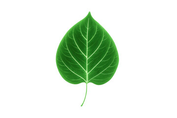 Obraz premium Green glowing leaf with visible venation, representing ecology, growth, and natural energy on transparent background