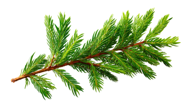 Close-up of a vibrant green fir branch (1)