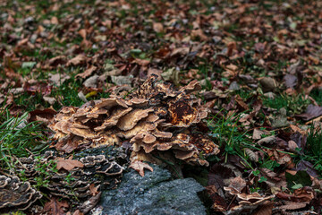 Tree fungus growing from the ground in park
