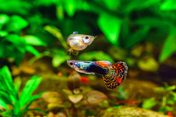 Tiger,mosaic guppy fish.Guppy Multi Colored Fish in a Tropical Acquarium.A green beautiful planted tropical freshwater aquarium with fishes.