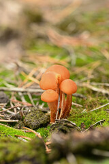 Macro Shot of Nature’s Autumn Patterns