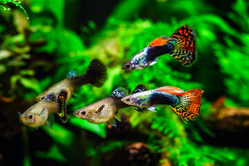 Tiger,mosaic guppy fish.Guppy Multi Colored Fish in a Tropical Acquarium.A green beautiful planted tropical freshwater aquarium with fishes. © bukhta79