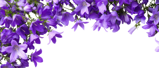 Purple bell flowers cascade in a floral border against a black backdrop.  Close-up view of many vibrant purple blossoms, showcasing detailed petals and delicate stems