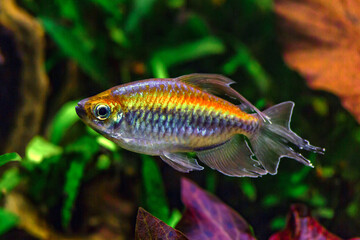 A green beautiful planted tropical freshwater aquarium with fishes and shrimps.A Congo tetra,...