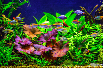 A green beautiful planted tropical freshwater aquarium with fishes and shrimps.A Congo tetra, Phenacogrammus interruptus, with water plants.