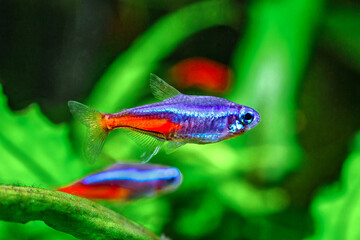 Obraz premium A green beautiful planted tropical freshwater aquarium with fishes and shrimps.Plants and neon tetra fish in freshwater aquarium.
